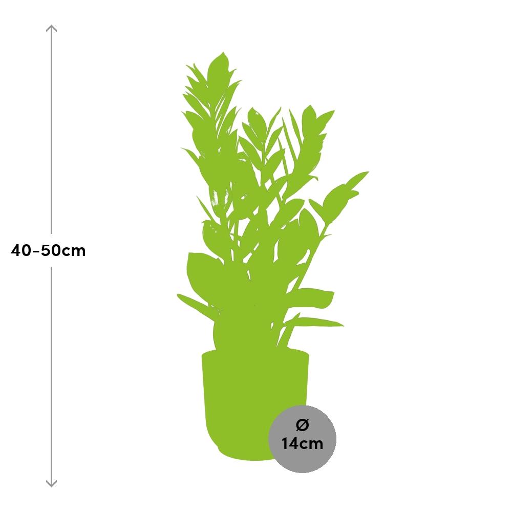 Zamioculcas β Hoogte 45-50 in ELHO Vibes Fold 14cm roze