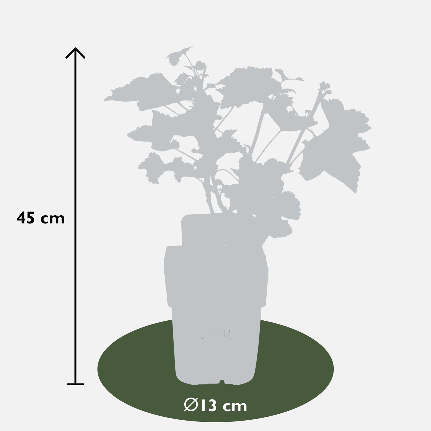 Ribes rubrum 'Jonkheer van Tets' - Aalbes - Ø13cm - ↕45cm