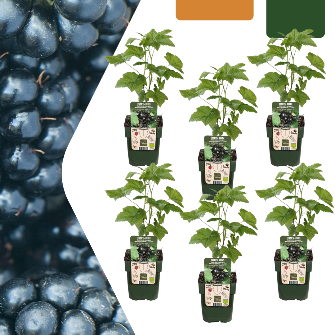 6 x Biologische bramenplanten - Γ 13 cm - β¨ 20 cm