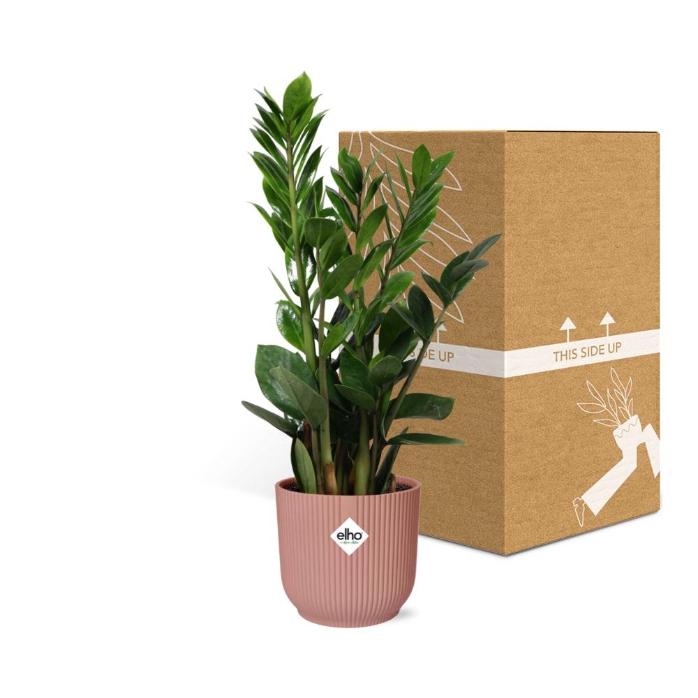 Zamioculcas β Hoogte 45-50 in ELHO Vibes Fold 14cm roze