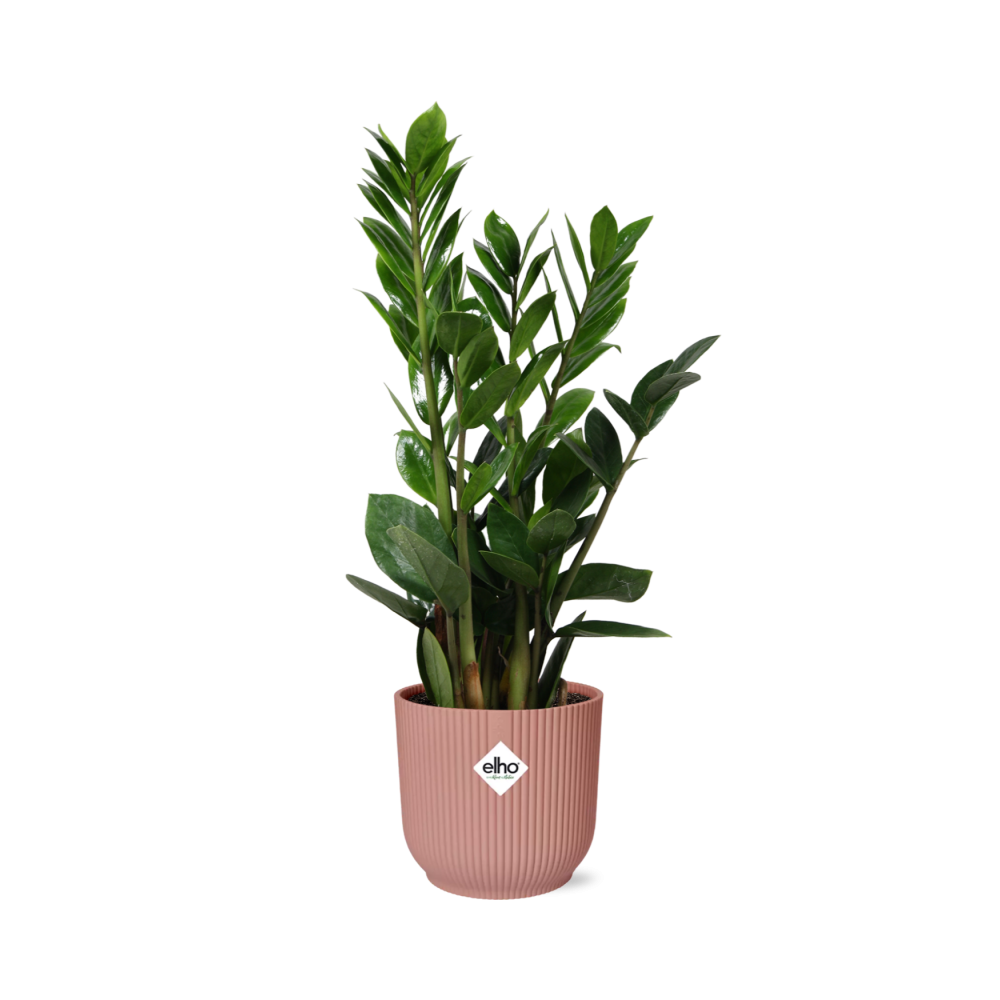 Zamioculcas β Hoogte 45-50 in ELHO Vibes Fold 14cm roze