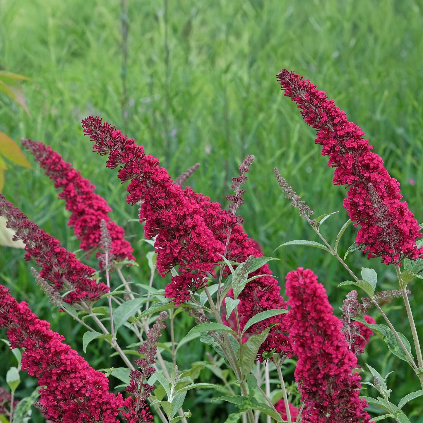 Green boutiQ - Vlinderstruik - Buddleja davidii Royal Red - Bloem Rood - 1 Plant - Bladverliezend - Vlinderlokkend - Pot 17cm Hoogte 25cm