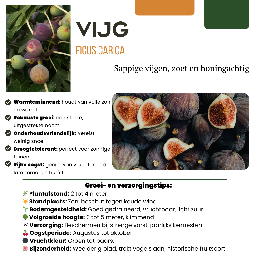 6 x Biologische Vijgenbomen - Γ 13 cm - β¨ 20 cm