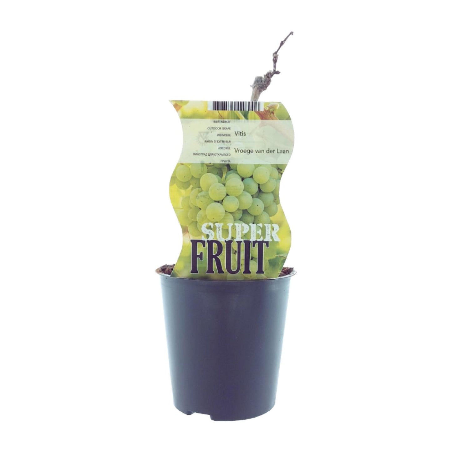 Vitis Vroege Van Der Laan (Witte druif) - Ø12cm - ↕30cm
