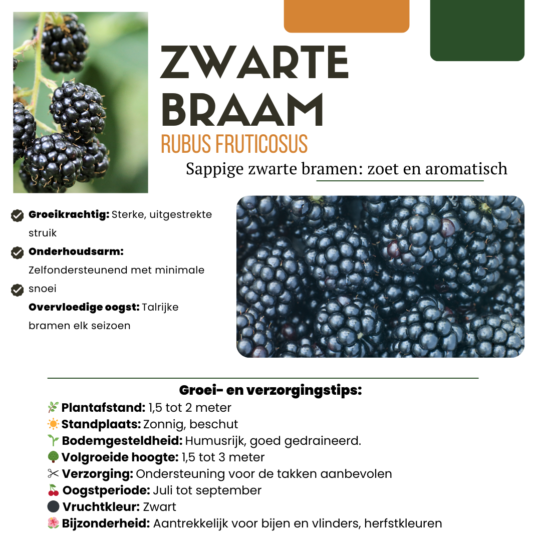 6 x Biologische bramenplanten - Γ 13 cm - β¨ 20 cm
