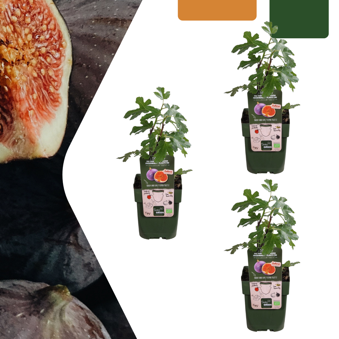 3 x Biologische Vijgenbomen - Γ 13 cm - β¨ 20 cm