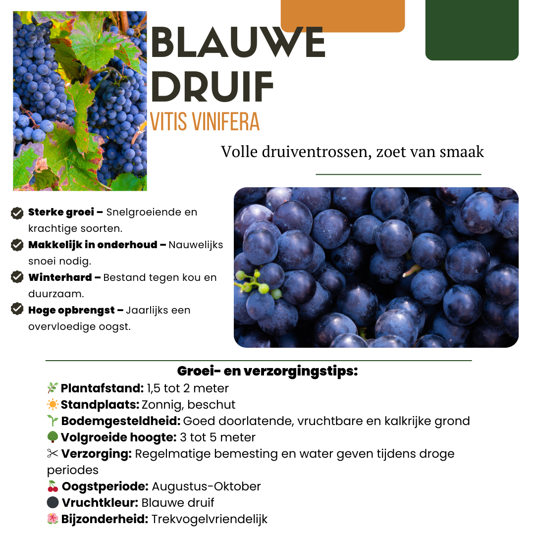 3 x Biologische Druivenplanten - Γ 13 cm - β¨ 20 cm