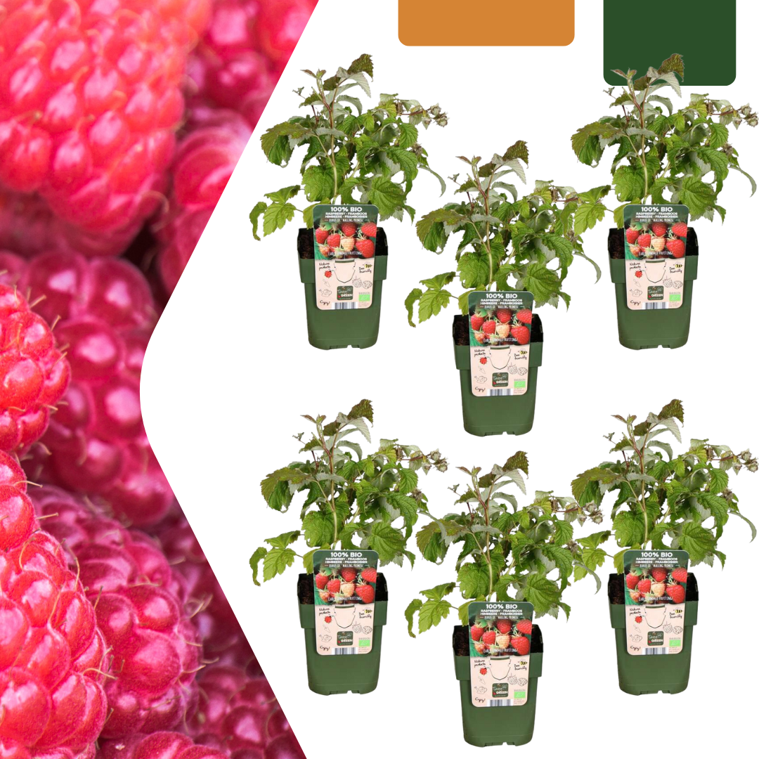 6 x biologische frambozenplanten - Γ 13 cm - β¨ 20 cm