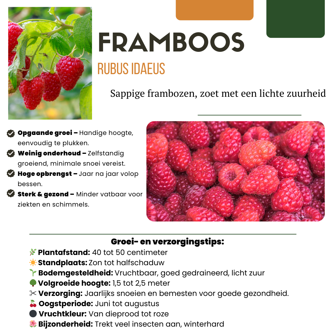 6 x biologische frambozenplanten - Γ 13 cm - β¨ 20 cm