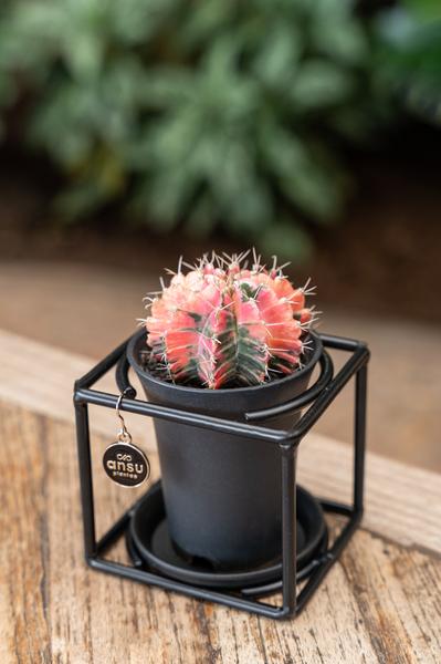 Cactus In Design Frame - Γ10cm - β12cm