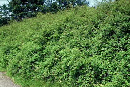 12x Symphoricarpos ch. 'Hancock' - ↕10-25cm - Ø9cm