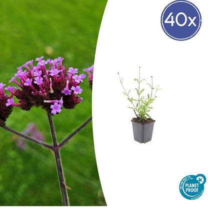 40x Verbena bon. 'Lollipop' - ↕10-25cm - Ø9cm