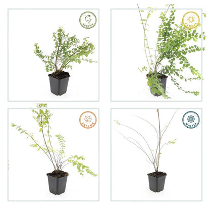 12x Symphoricarpos ch. 'Hancock' - ↕10-25cm - Ø9cm