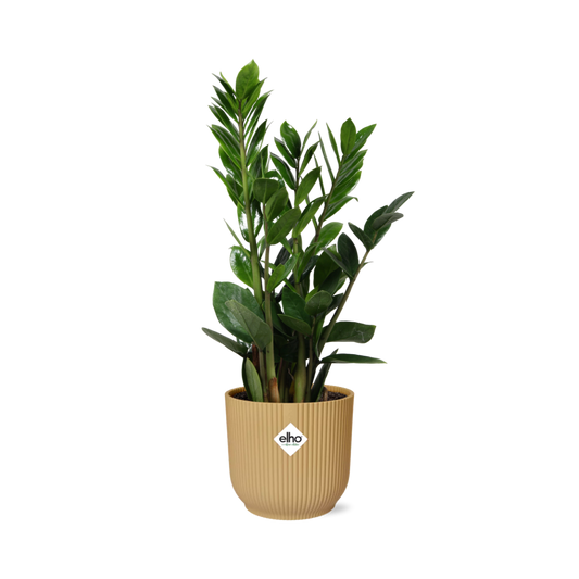 Zamioculcas – Hoogte 45-50 in ELHO Vibes Fold 14cm geel