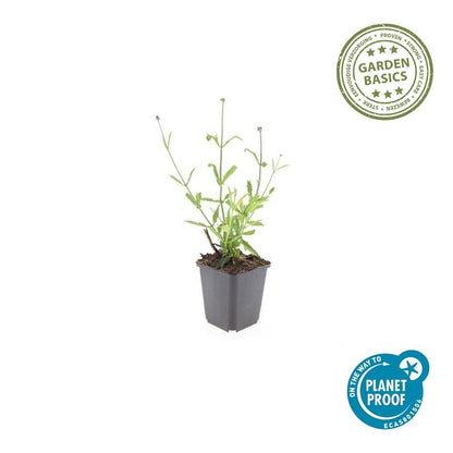 20x Verbena bon. 'Lollipop' - ↕10-25cm - Ø9cm