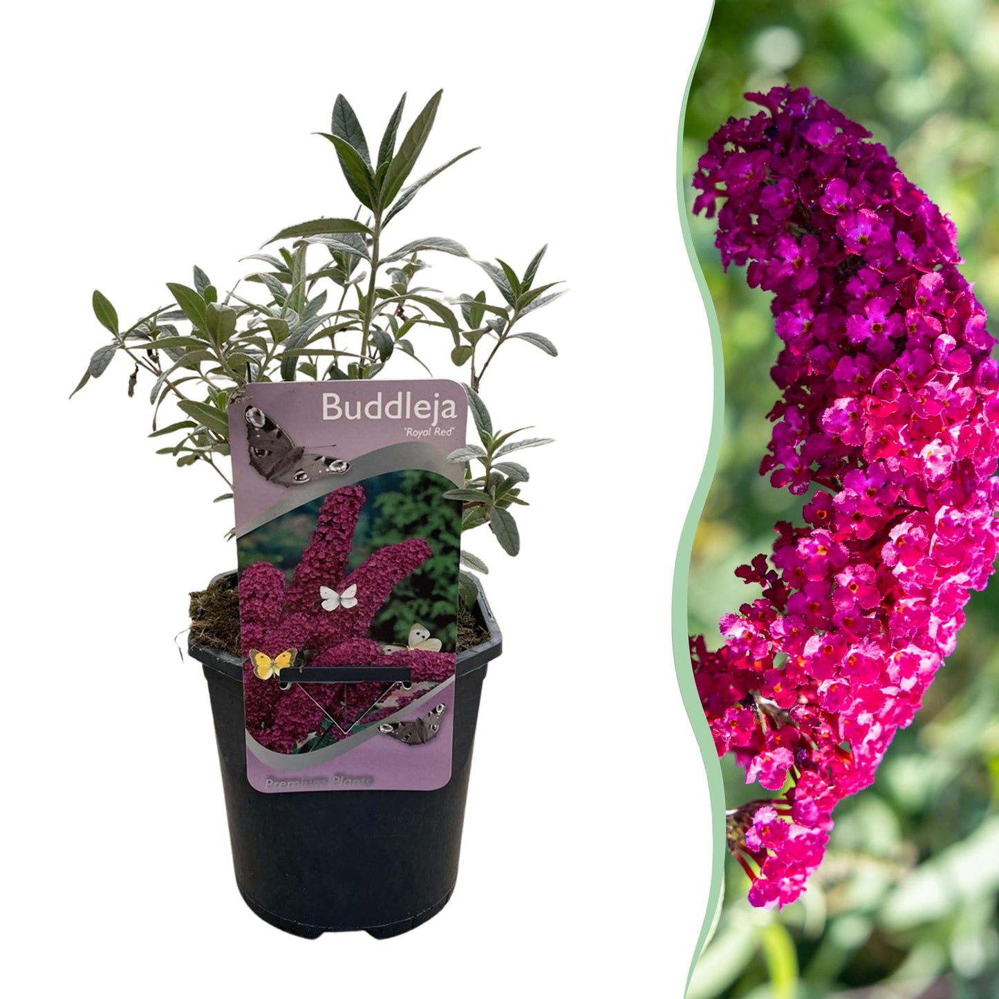 Green boutiQ - Vlinderstruik - Buddleja davidii Royal Red - Bloem Rood - 1 Plant - Bladverliezend - Vlinderlokkend -  Pot 17cm Hoogte 25cm