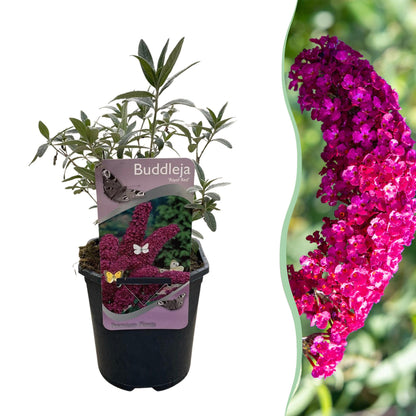 Green boutiQ - Vlinderstruik - Buddleja davidii Royal Red - Bloem Rood - 1 Plant - Bladverliezend - Vlinderlokkend -  Pot 17cm Hoogte 25cm