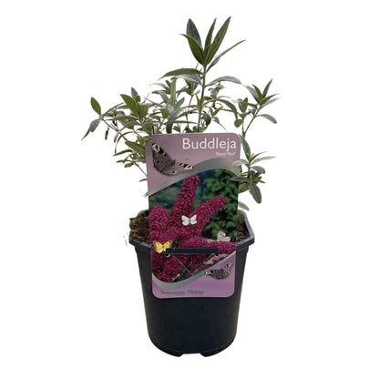 Green boutiQ - Vlinderstruik - Buddleja davidii Royal Red - Bloem Rood - 1 Plant - Bladverliezend - Vlinderlokkend -  Pot 17cm Hoogte 25cm