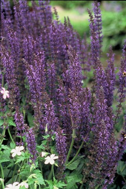 40x Salvia nem. 'Mainacht' - ↕10-25cm - Ø9cm