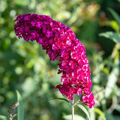 Green boutiQ - Vlinderstruik - Buddleja davidii Royal Red - Bloem Rood - 1 Plant - Bladverliezend - Vlinderlokkend -  Pot 17cm Hoogte 25cm