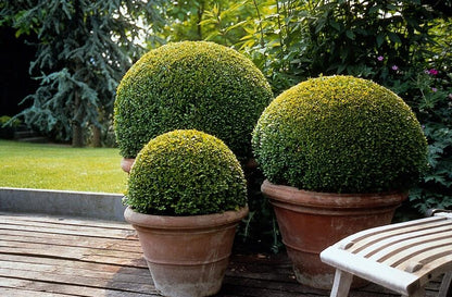 60x Buxus Sempervirens - ↕10-25cm - Ø9cm
