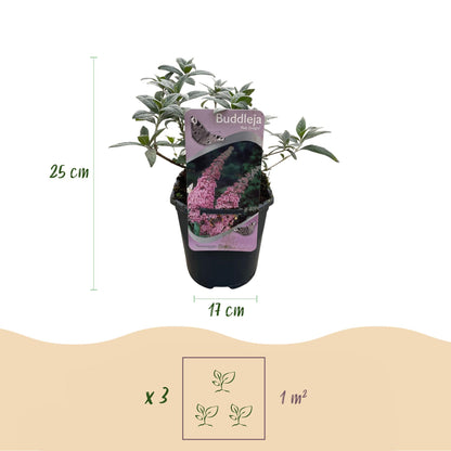 Green boutiQ - Vlinderstruik - Buddleja davidii Pink Delight - Bloem Roze - 1 Plant - Bladverliezend - Vlinderlokkend -  Pot 17cm Hoogte 25cm