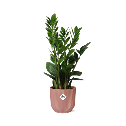 Zamioculcas – Hoogte 45-50 in ELHO Vibes Fold 14cm roze