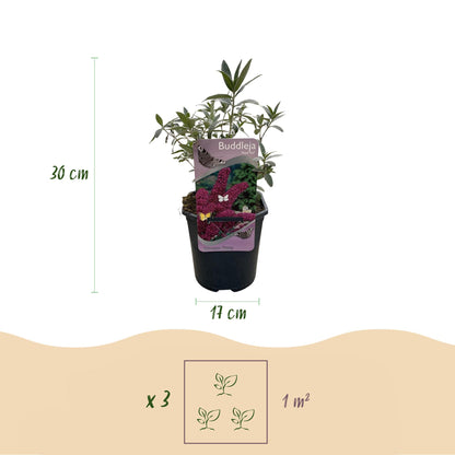 Green boutiQ - Vlinderstruik - Buddleja davidii Royal Red - Bloem Rood - 1 Plant - Bladverliezend - Vlinderlokkend -  Pot 17cm Hoogte 25cm