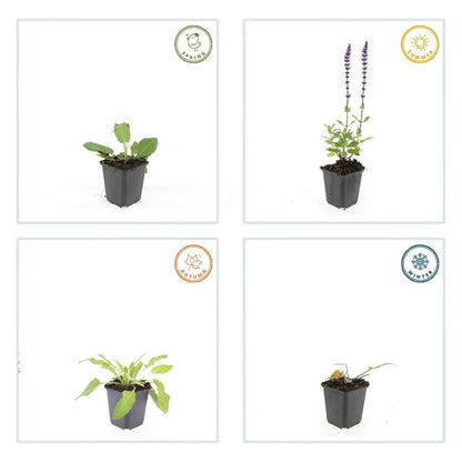 40x Salvia nem. 'Mainacht' - ↕10-25cm - Ø9cm