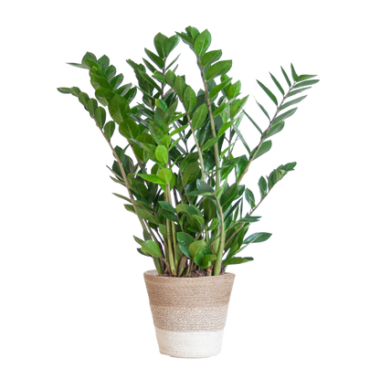 Zamioculcas Zamiifolia met Mand Lissabon wit  - 80cm - Ø21