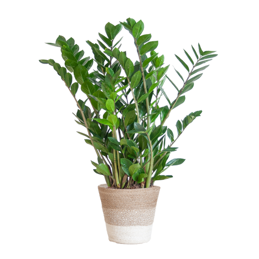 Zamioculcas Zamiifolia met Mand Lissabon wit  - 80cm - Ø21