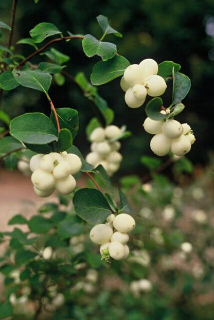 20x Symphoricarpos ch. 'Hancock' - ↕10-25cm - Ø9cm