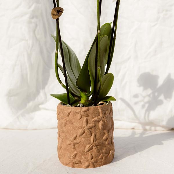 Kolibri Home | Star Fish sierpot - Sand - Ø9cm
