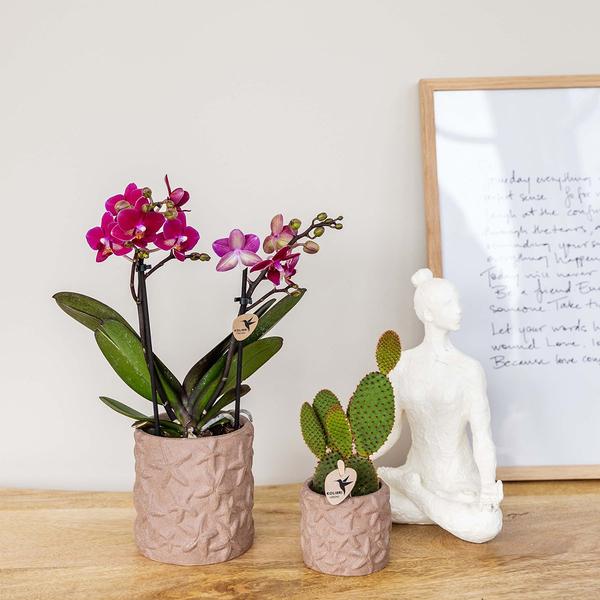 Kolibri Home | Star Fish sierpot - Sand - Ø9cm