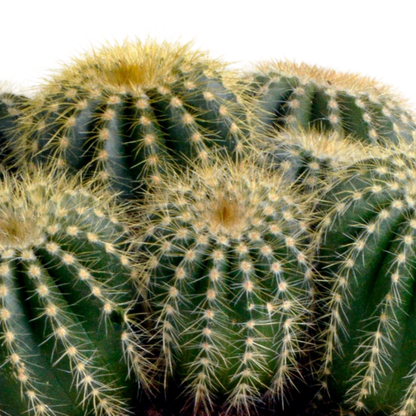 Eriocactus warasii 12cm