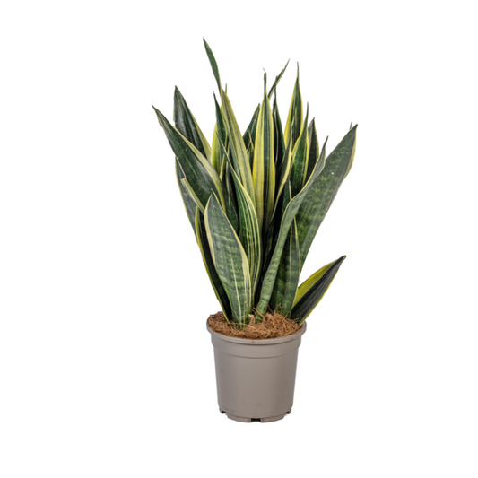Sansevieria Trifasciata Canary Ø17cm - ↕45 - 55cm