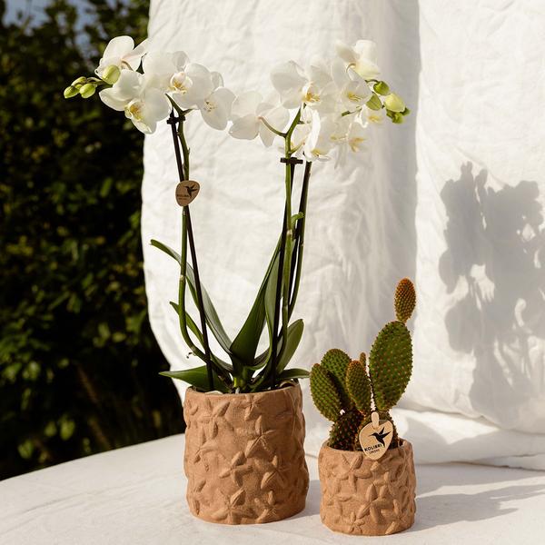 Kolibri Home | Star Fish sierpot - Sand - Ø9cm